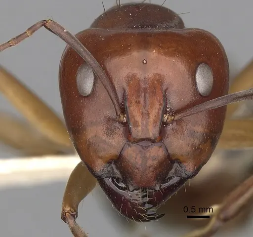 Camponotus wiederkehri specimen CASENT0280207 image casent0280207_2