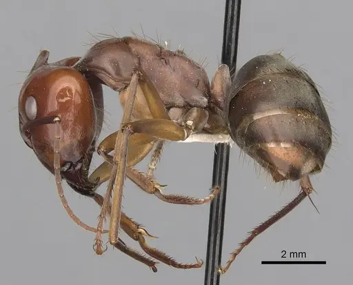 Camponotus wiederkehri specimen CASENT0280207 image casent0280207_3