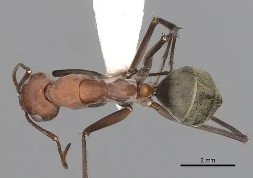 Camponotus wiederkehri specimen CASENT0280208 image casent0280208_1