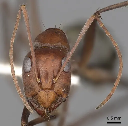 Camponotus wiederkehri specimen CASENT0280208 image casent0280208_2