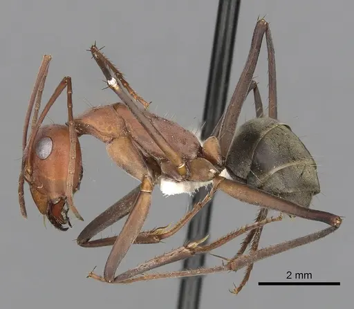 Camponotus wiederkehri specimen CASENT0280208 image casent0280208_3