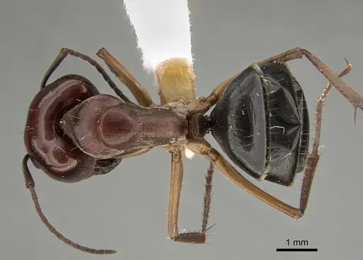 Camponotus wiederkehri specimen CASENT0887683 image casent0887683_1