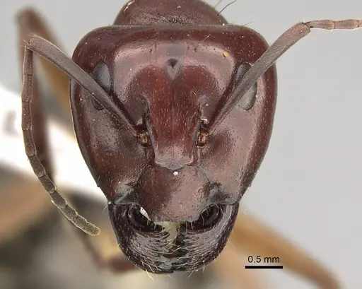 Camponotus wiederkehri specimen CASENT0887683 image casent0887683_2