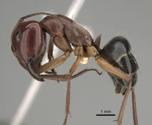 Camponotus wiederkehri specimen CASENT0887683 image casent0887683_3