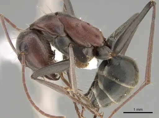 Camponotus wiederkehri specimen CASENT0887709 image casent0887709_1