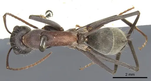 Camponotus wiederkehri specimen CASENT0903541 image casent0903541_1