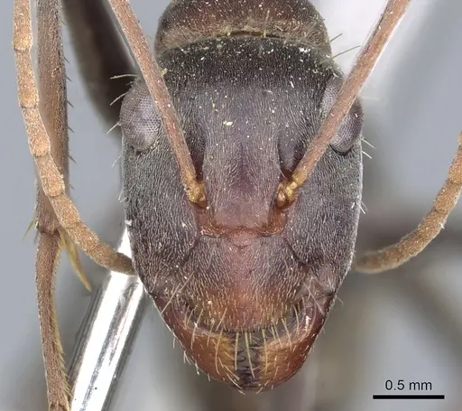 Camponotus wiederkehri specimen CASENT0903541 image casent0903541_2