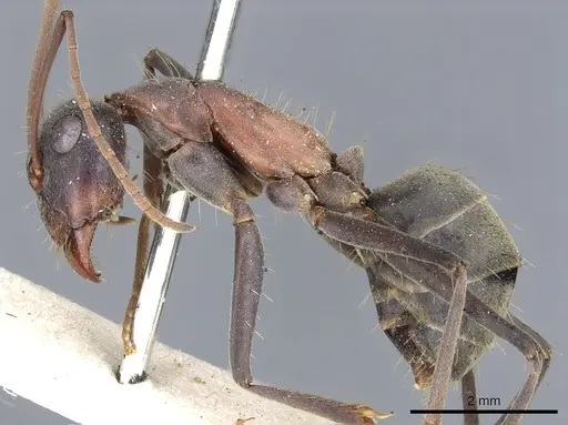 Camponotus wiederkehri specimen CASENT0903541 image casent0903541_3