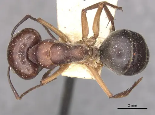 Camponotus wiederkehri specimen CASENT0910297 image casent0910297_1
