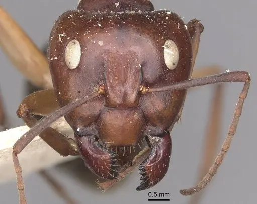 Camponotus wiederkehri specimen CASENT0910297 image casent0910297_2