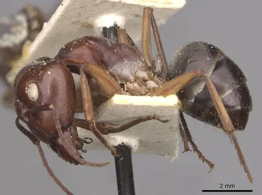 Camponotus wiederkehri specimen CASENT0910297 image casent0910297_3