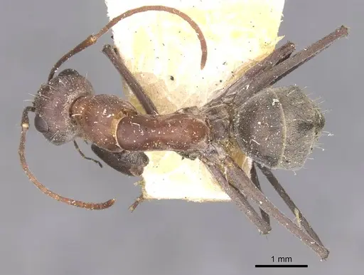 Camponotus wiederkehri specimen CASENT0910298 image casent0910298_1
