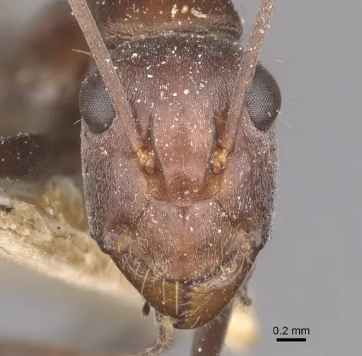 Camponotus wiederkehri specimen CASENT0910298 image casent0910298_2