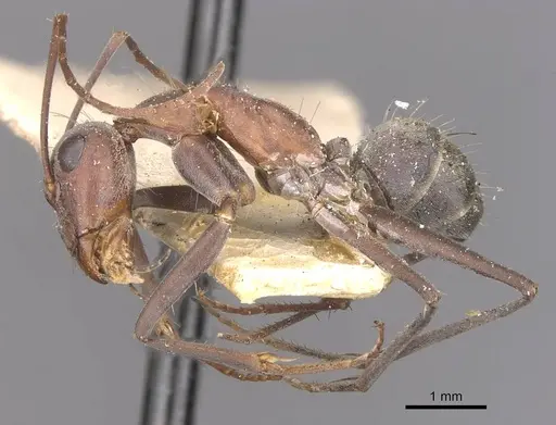 Camponotus wiederkehri specimen CASENT0910298 image casent0910298_3