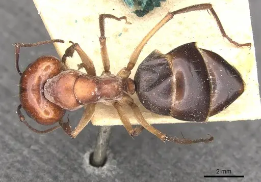 Camponotus wiederkehri specimen CASENT0910299 image casent0910299_1