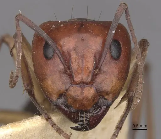 Camponotus wiederkehri specimen CASENT0910299 image casent0910299_2