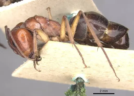 Camponotus wiederkehri specimen CASENT0910299 image casent0910299_3