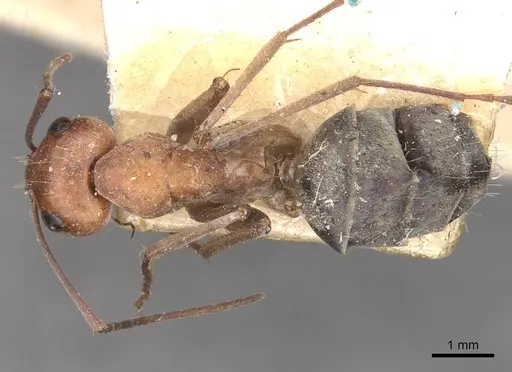 Camponotus wiederkehri specimen CASENT0910300 image casent0910300_1