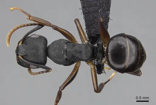 Camponotus wolfi specimen CASENT0092183 image casent0092183_1
