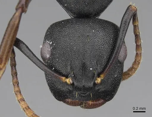 Camponotus wolfi specimen CASENT0092183 image casent0092183_2