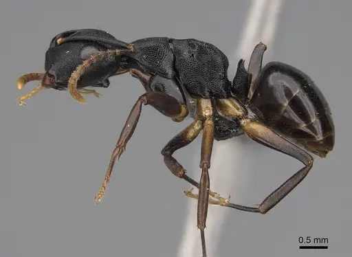 Camponotus wolfi specimen CASENT0092183 image casent0092183_3