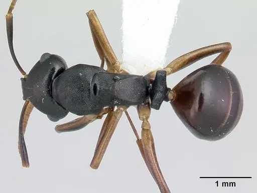 Camponotus wolfi specimen CASENT0178250 image casent0178250_1