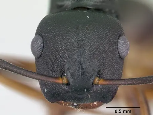 Camponotus wolfi specimen CASENT0178250 image casent0178250_2
