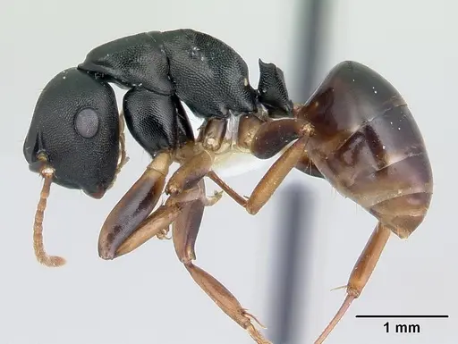 Camponotus wolfi specimen CASENT0178250 image casent0178250_3