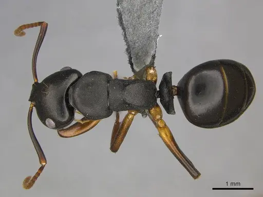 Camponotus wolfi specimen CASENT0250080 image casent0250080_1