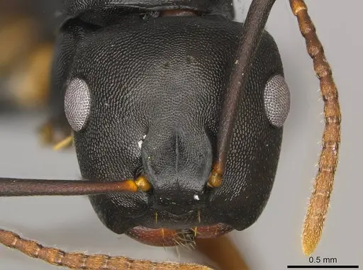 Camponotus wolfi specimen CASENT0250080 image casent0250080_2