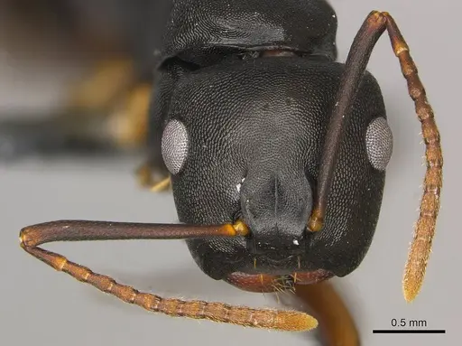 Camponotus wolfi specimen CASENT0250080 image casent0250080_3