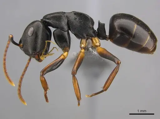 Camponotus wolfi specimen CASENT0250080 image casent0250080_4