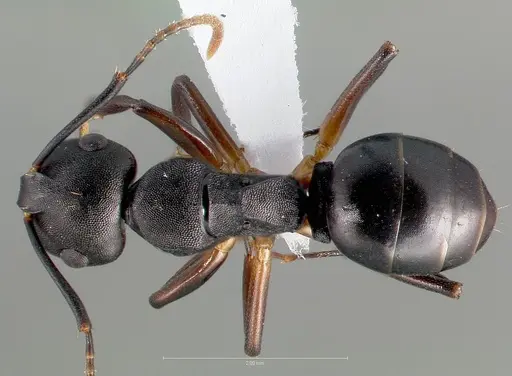 Camponotus wolfi specimen CASENT0403556 image casent0403556_1