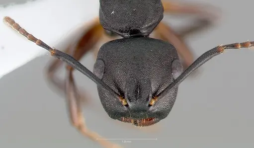 Camponotus wolfi specimen CASENT0403556 image casent0403556_2