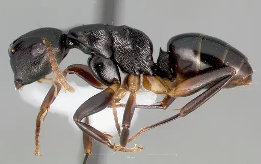 Camponotus wolfi specimen CASENT0403556 image casent0403556_3