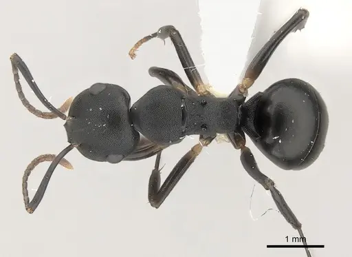 Camponotus wolfi specimen CASENT0415257 image casent0415257_1