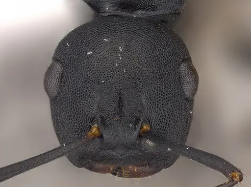 Camponotus wolfi specimen CASENT0415257 image casent0415257_2