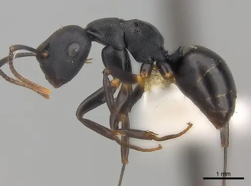 Camponotus wolfi specimen CASENT0415257 image casent0415257_3
