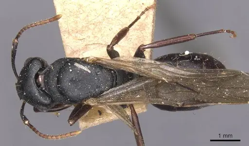 Camponotus wolfi specimen CASENT0905184 image casent0905184_1