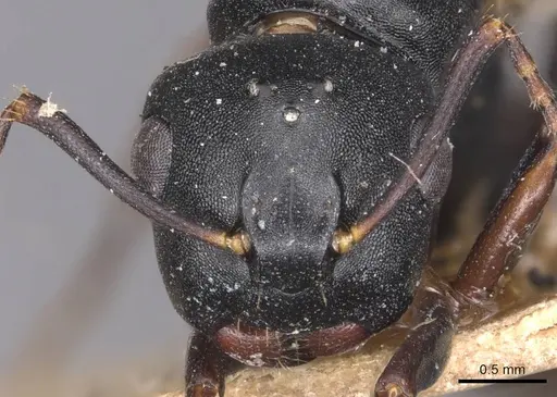 Camponotus wolfi specimen CASENT0905184 image casent0905184_2