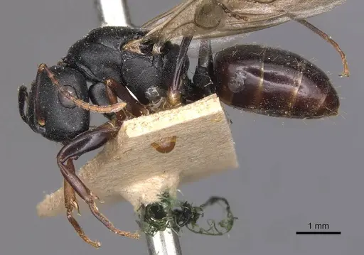 Camponotus wolfi specimen CASENT0905184 image casent0905184_3