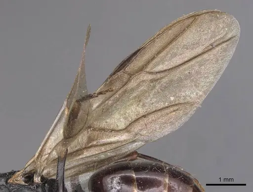 Camponotus wolfi specimen CASENT0905184 image casent0905184_4