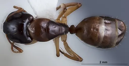 Camponotus woodroffeensis specimen ANTWEB1041385 image antweb1041385_1