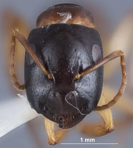 Camponotus woodroffeensis specimen ANTWEB1041385 image antweb1041385_2