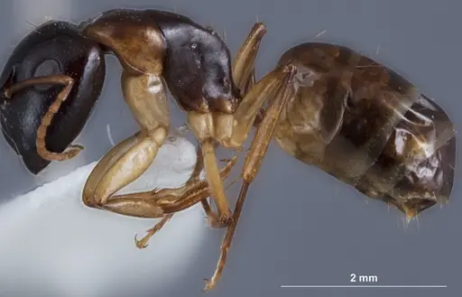 Camponotus woodroffeensis specimen ANTWEB1041385 image antweb1041385_3