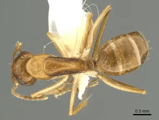 Camponotus woodroffeensis specimen CASENT0915777 image casent0915777_1