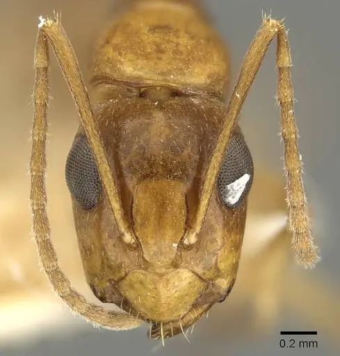 Camponotus woodroffeensis specimen CASENT0915777 image casent0915777_2