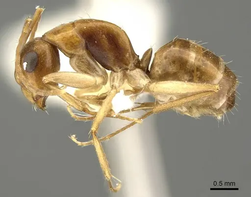 Camponotus woodroffeensis specimen CASENT0915777 image casent0915777_3