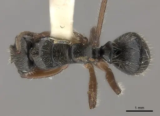 Camponotus wytsmani specimen CASENT0217717 image casent0217717_1