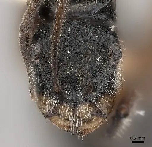 Camponotus wytsmani specimen CASENT0217717 image casent0217717_2